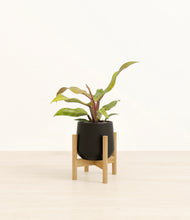 Load image into Gallery viewer, Black stand:bamboo