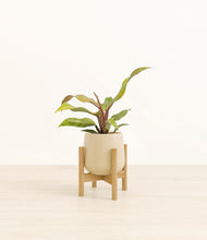 Load image into Gallery viewer, Almond Green stand:bamboo