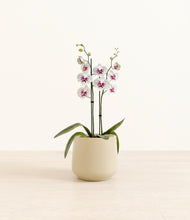 Load image into Gallery viewer, Almond Green*****Profile