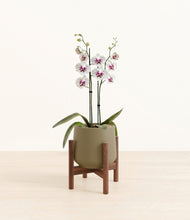 Load image into Gallery viewer, Olive stand:walnut