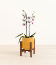 Load image into Gallery viewer, Mustard stand:walnut