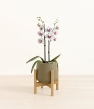 Load image into Gallery viewer, Olive stand:bamboo