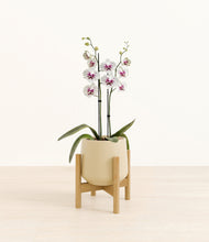Load image into Gallery viewer, Almond Green stand:bamboo