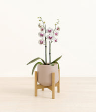 Load image into Gallery viewer, Eternal Gray stand:bamboo