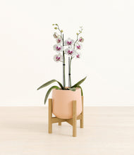 Load image into Gallery viewer, Gentle Pink stand:bamboo