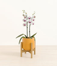 Load image into Gallery viewer, Mustard stand:bamboo