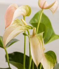 Load image into Gallery viewer, ALL