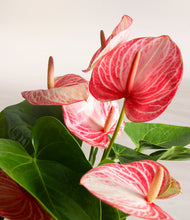 Load image into Gallery viewer, ALL