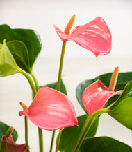 Load image into Gallery viewer, ALL