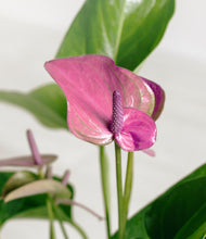 Load image into Gallery viewer, ALL