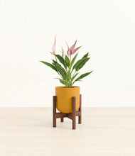 Load image into Gallery viewer, Sunset Orange stand:walnut