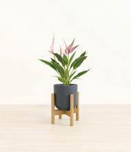 Load image into Gallery viewer, Iron Gray stand:bamboo