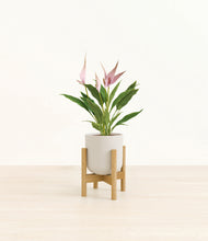 Load image into Gallery viewer, Natural Bamboo stand:bamboo