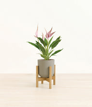 Load image into Gallery viewer, Sage Green stand:bamboo