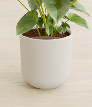 Load image into Gallery viewer, Natural Bamboo stand:all