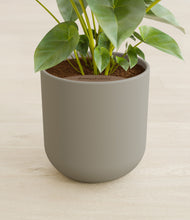 Load image into Gallery viewer, Sage Green stand:all