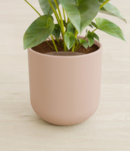 Load image into Gallery viewer, Sandy Pink stand:all