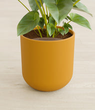 Load image into Gallery viewer, Sunset Orange stand:all