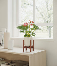 Load image into Gallery viewer, Cotton White stand:walnut