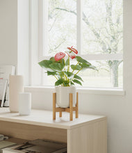 Load image into Gallery viewer, Cotton White stand:bamboo