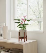 Load image into Gallery viewer, Sage Green stand:walnut