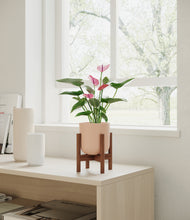 Load image into Gallery viewer, Sandy Pink stand:walnut
