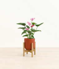 Load image into Gallery viewer, Earth Red stand:bamboo