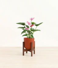 Load image into Gallery viewer, Earth Red stand:walnut