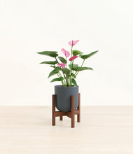 Load image into Gallery viewer, Iron Gray stand:walnut