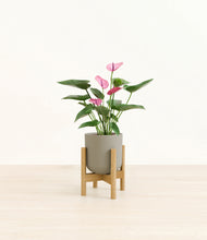 Load image into Gallery viewer, Sage Green stand:bamboo