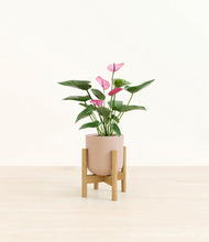 Load image into Gallery viewer, Sandy Pink stand:bamboo
