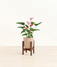 Load image into Gallery viewer, Sandy Pink stand:walnut