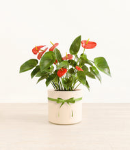 Load image into Gallery viewer, Anthurium Red