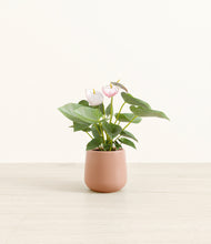 Load image into Gallery viewer, Calm Rose*****Profile