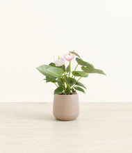 Load image into Gallery viewer, Eternal Gray*****Profile