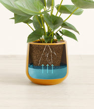 Load image into Gallery viewer, Mustard