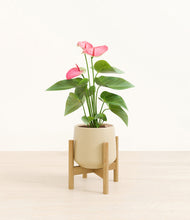 Load image into Gallery viewer, Almond Green stand:bamboo