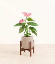 Load image into Gallery viewer, Eternal Gray stand:walnut