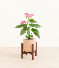 Load image into Gallery viewer, Gentle Pink stand:walnut
