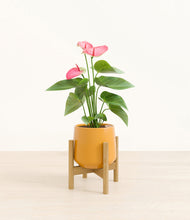 Load image into Gallery viewer, Mustard stand:bamboo