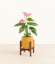 Load image into Gallery viewer, Mustard stand:walnut