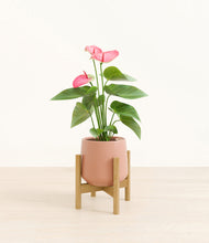 Load image into Gallery viewer, Calm Rose stand:bamboo
