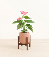 Load image into Gallery viewer, Calm Rose stand:walnut