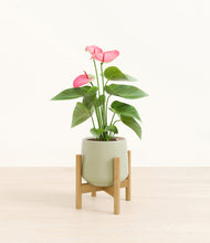 Load image into Gallery viewer, Turquoise stand:bamboo