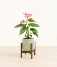 Load image into Gallery viewer, Turquoise stand:walnut