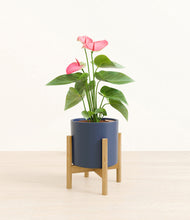 Load image into Gallery viewer, Deep Navy stand:bamboo