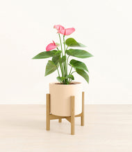 Load image into Gallery viewer, Cream stand:bamboo