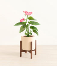 Load image into Gallery viewer, Cream stand:walnut stand:walnut