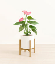 Load image into Gallery viewer, White stand:bamboo