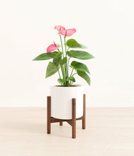 Load image into Gallery viewer, White stand:walnut stand:walnut